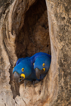 macaw